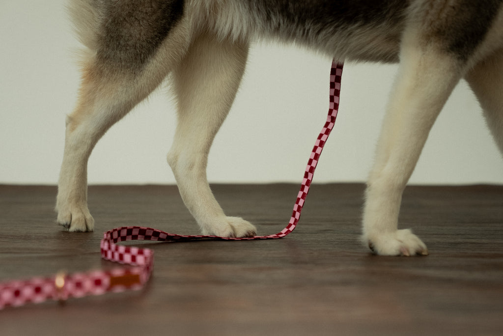Cherry Checkered Leash
