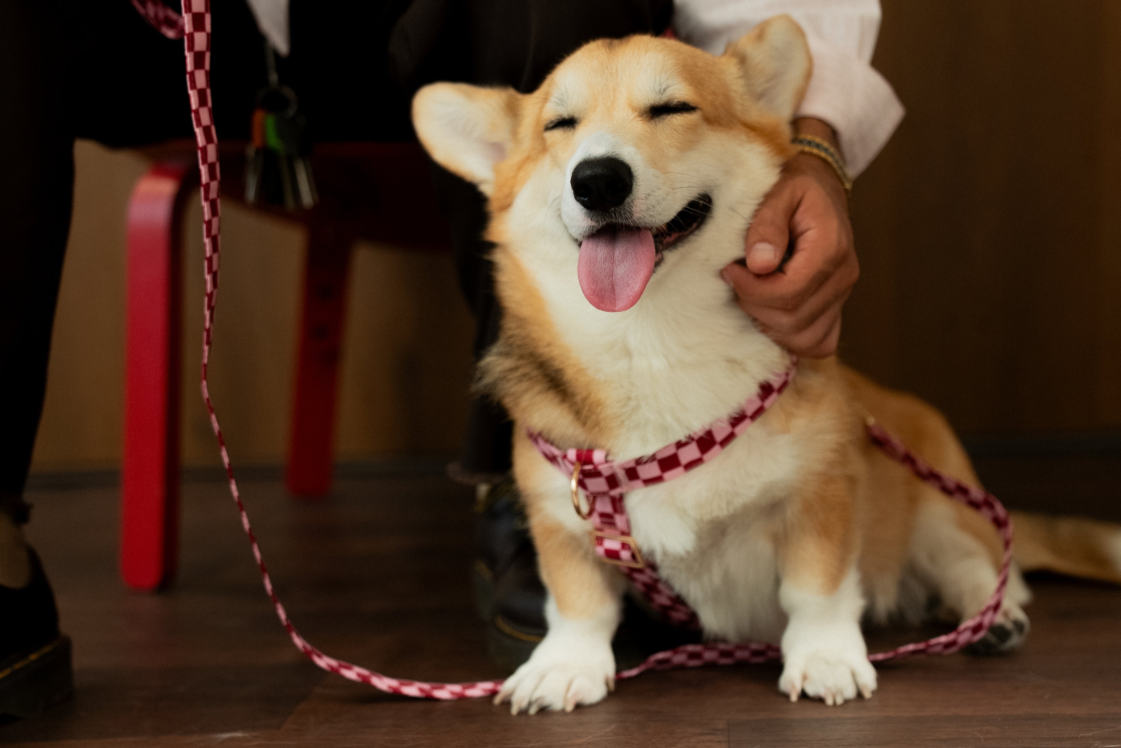 Cherry Checkered Harness