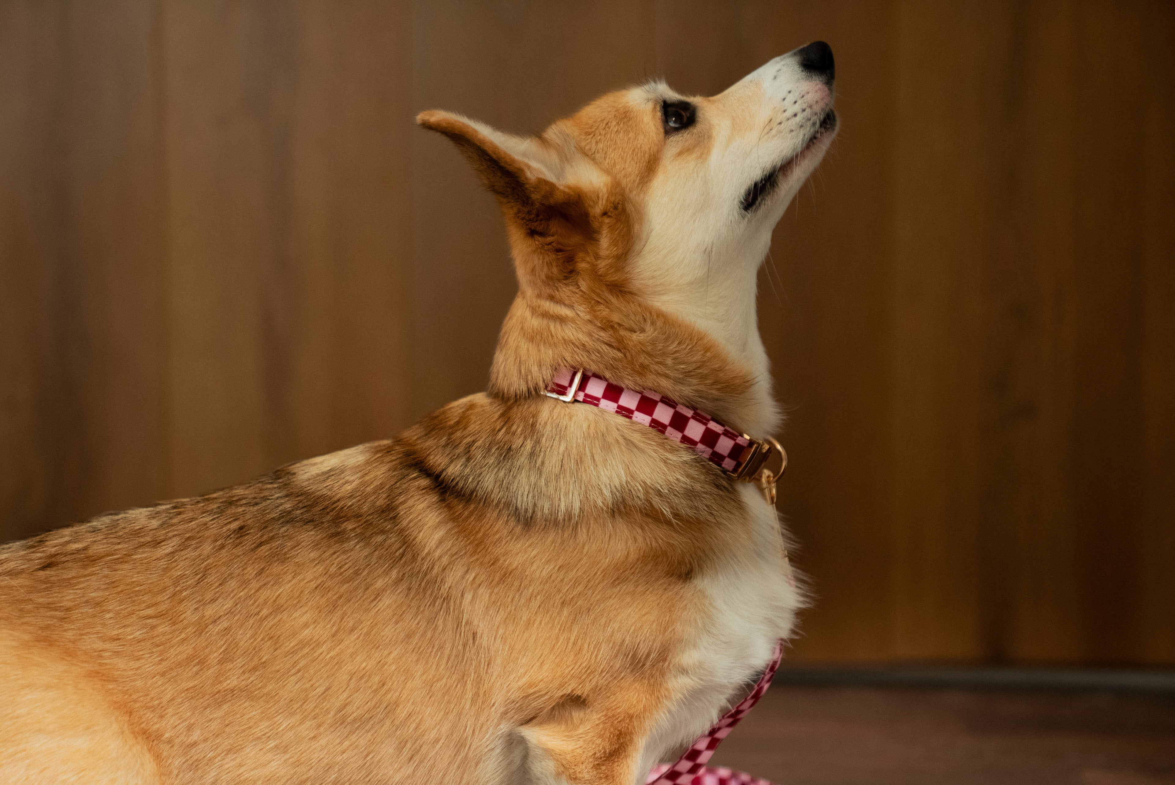 Cherry Checkered Collar