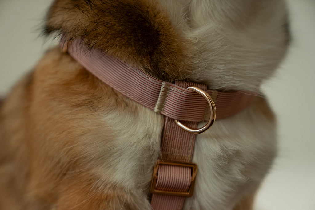 Latte Lines Harness