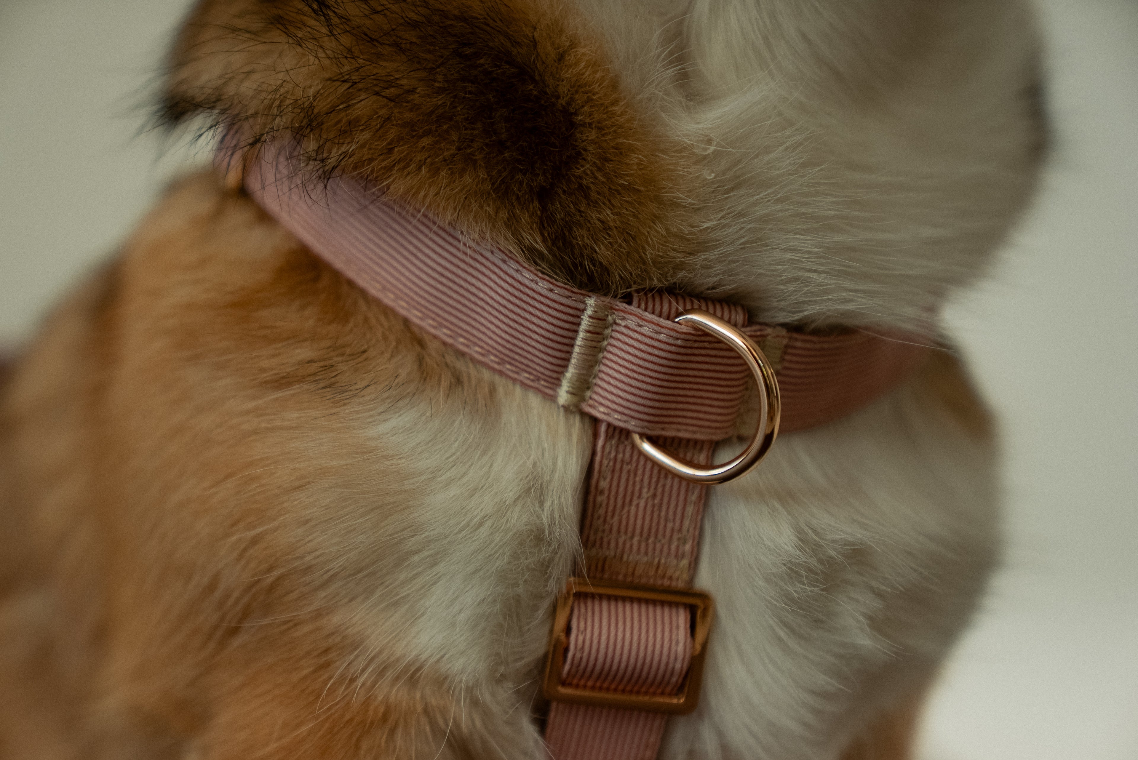 Latte Lines Harness