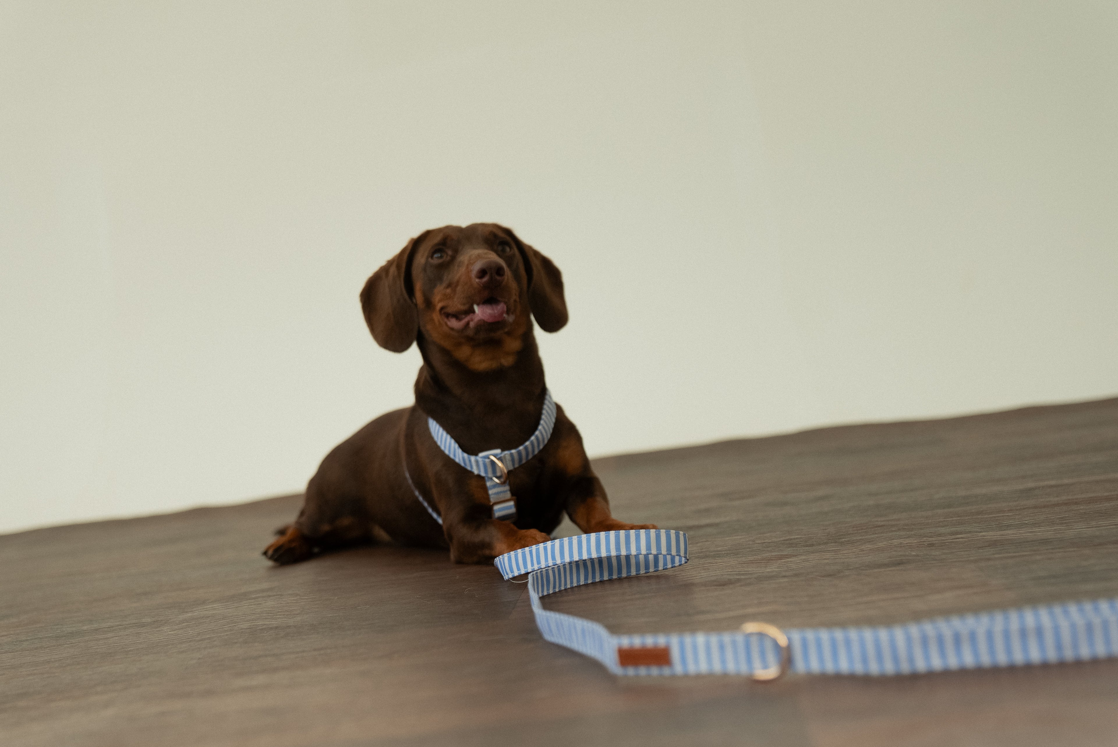 Sailor Stripes Leash
