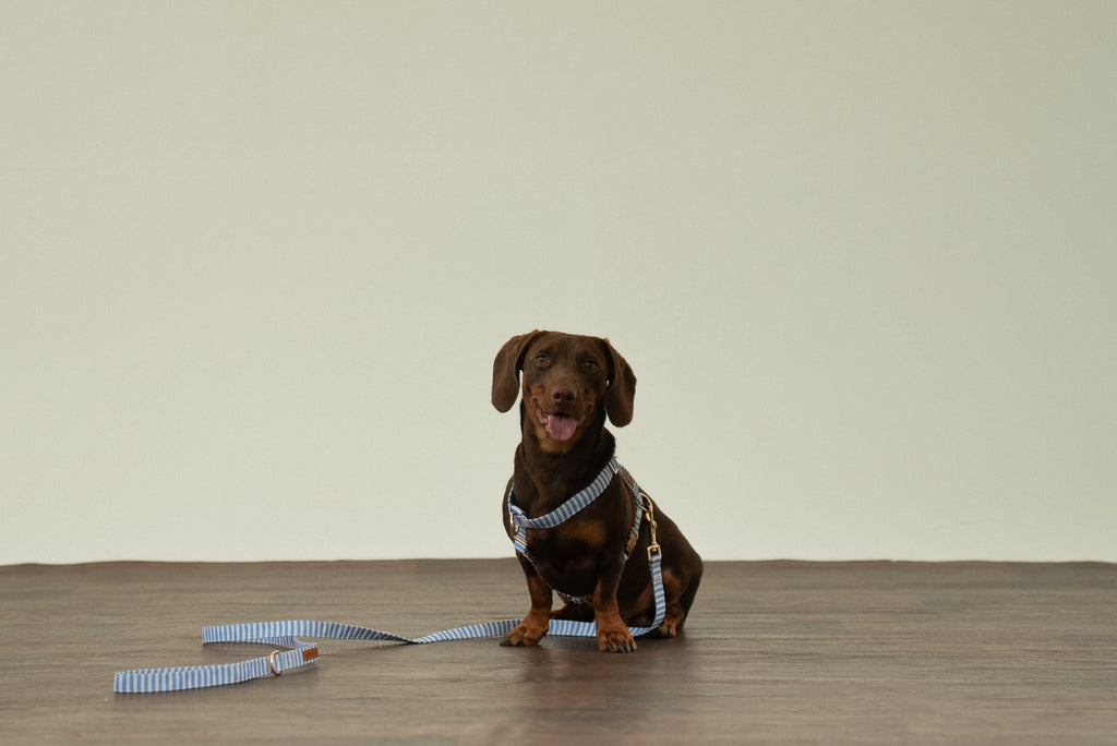 Sailor Stripes Harness