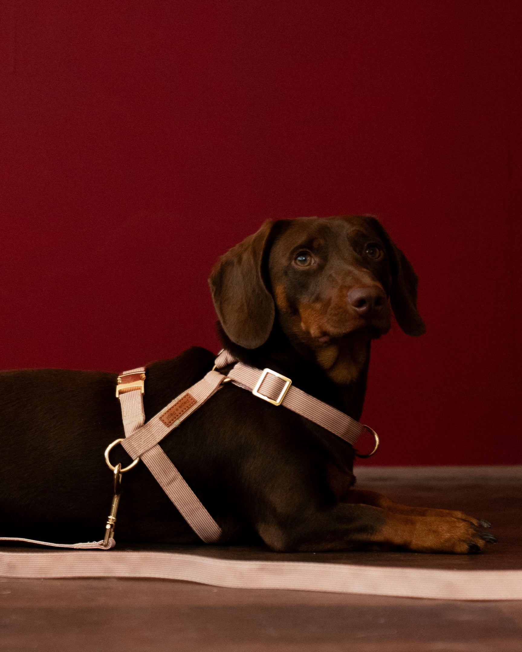 Latte Lines Harness