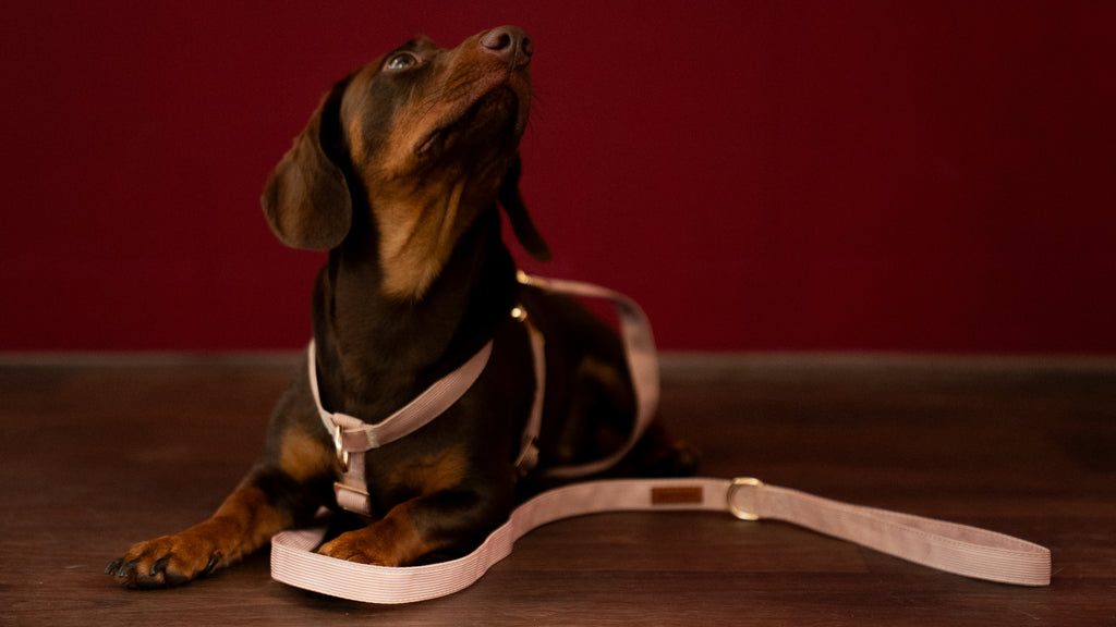 Latte Lines Leash