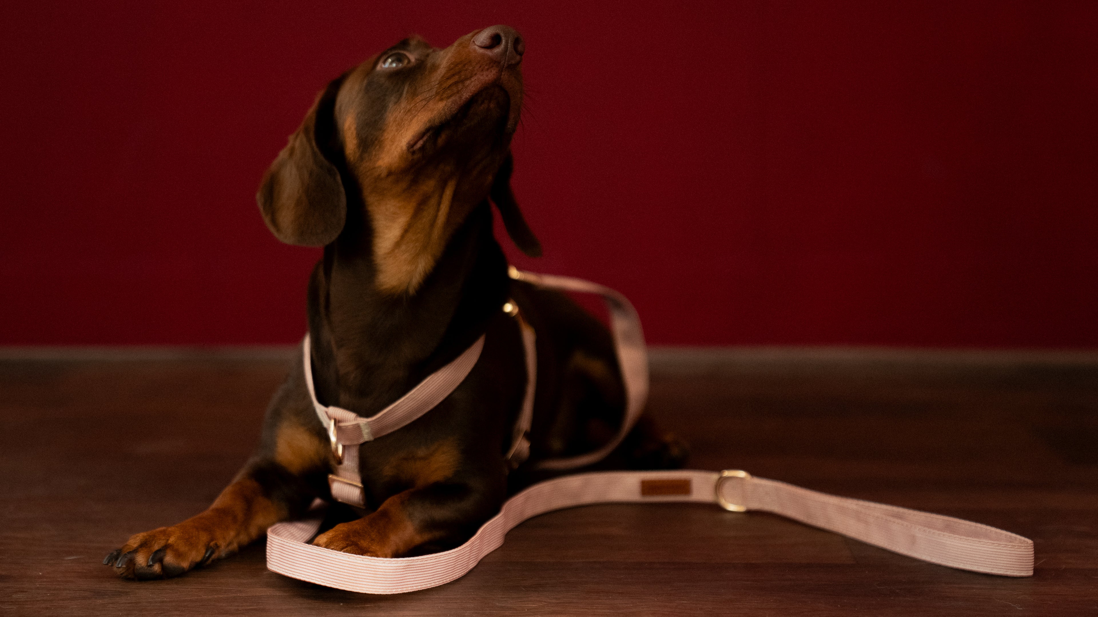 Latte Lines Leash