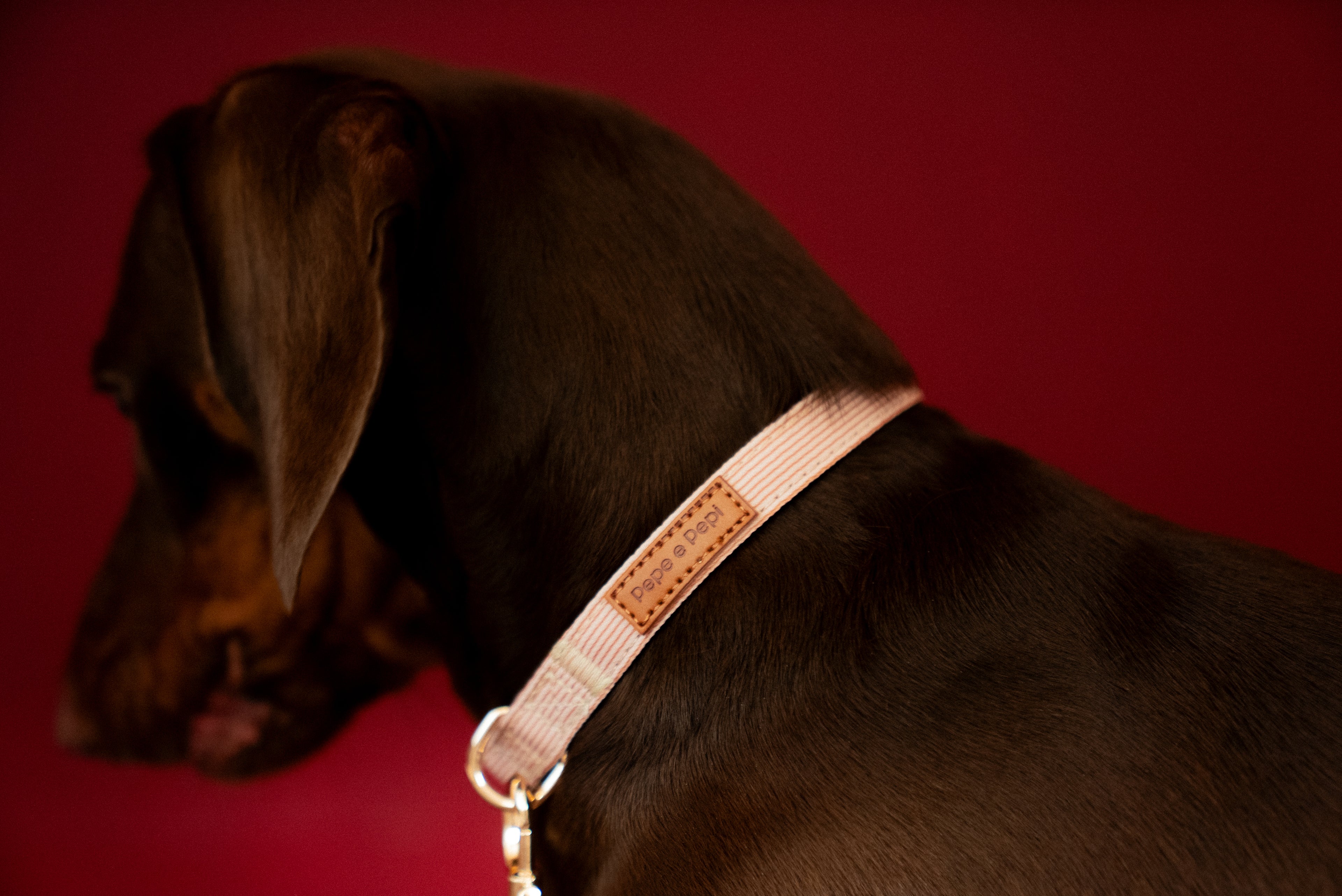 Latte Lines Collar