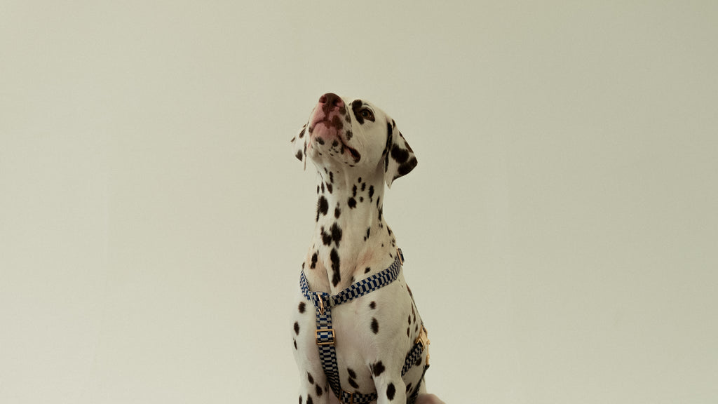 Retro Blue Harness