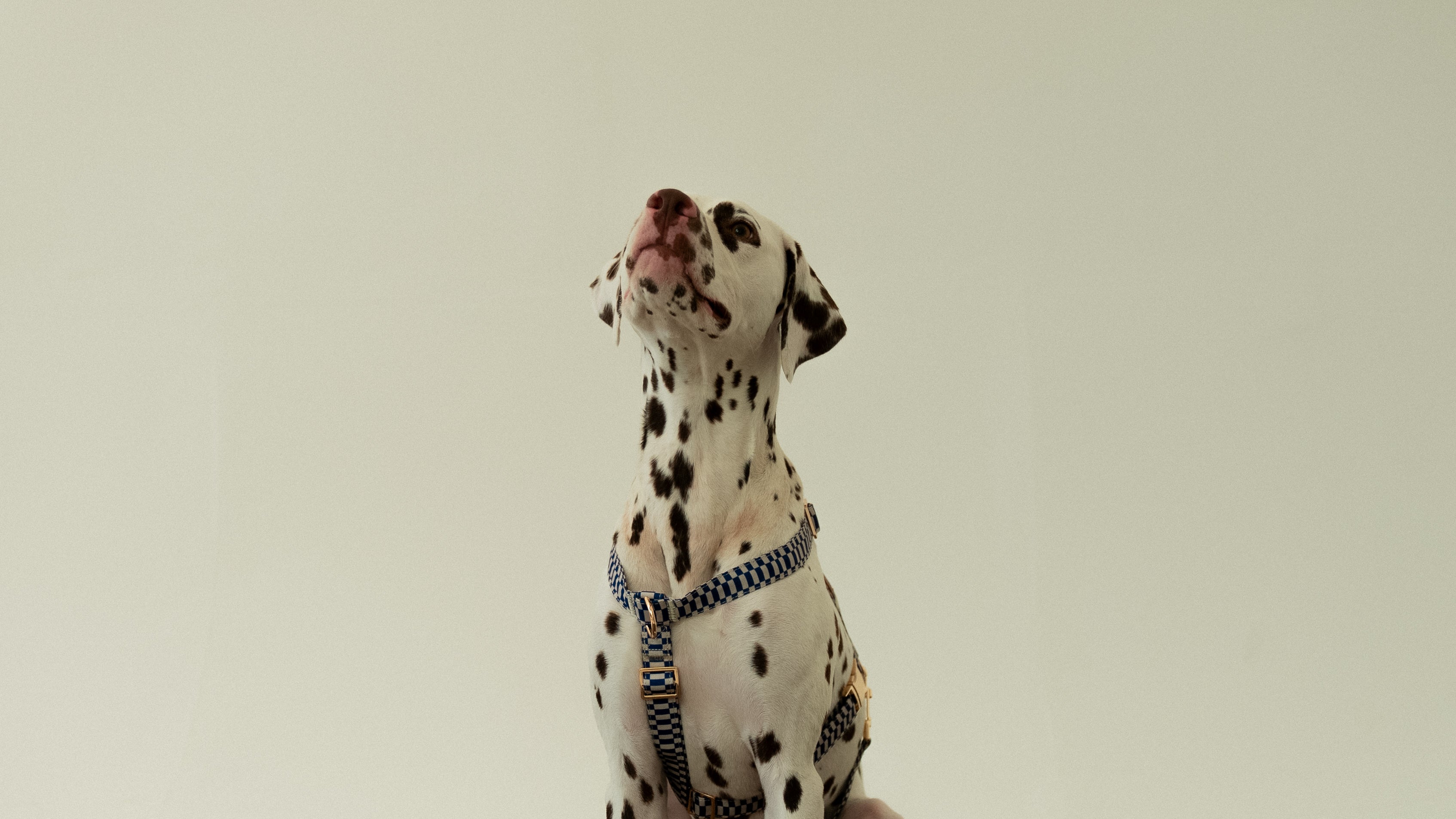 Retro Blue Harness