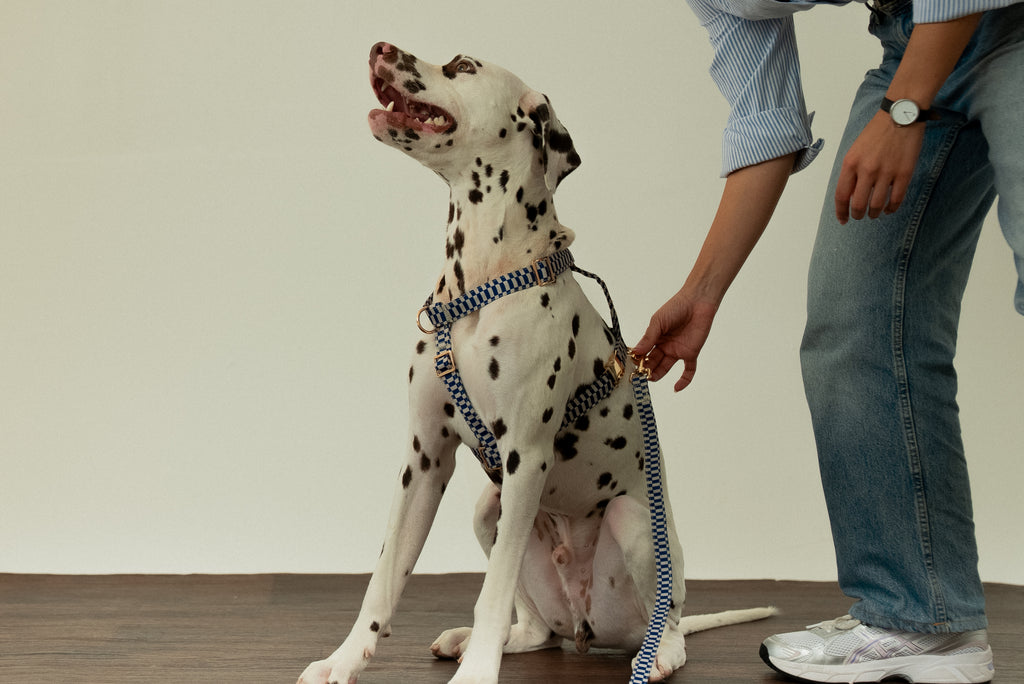 Retro Blue Leash