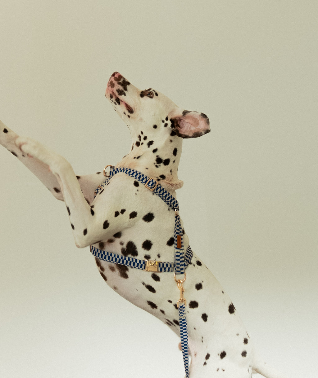 Retro Blue Harness