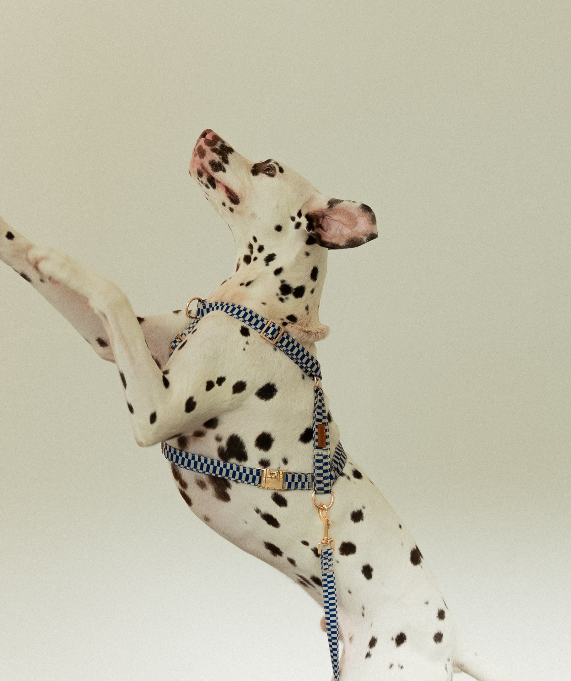 Retro Blue Harness