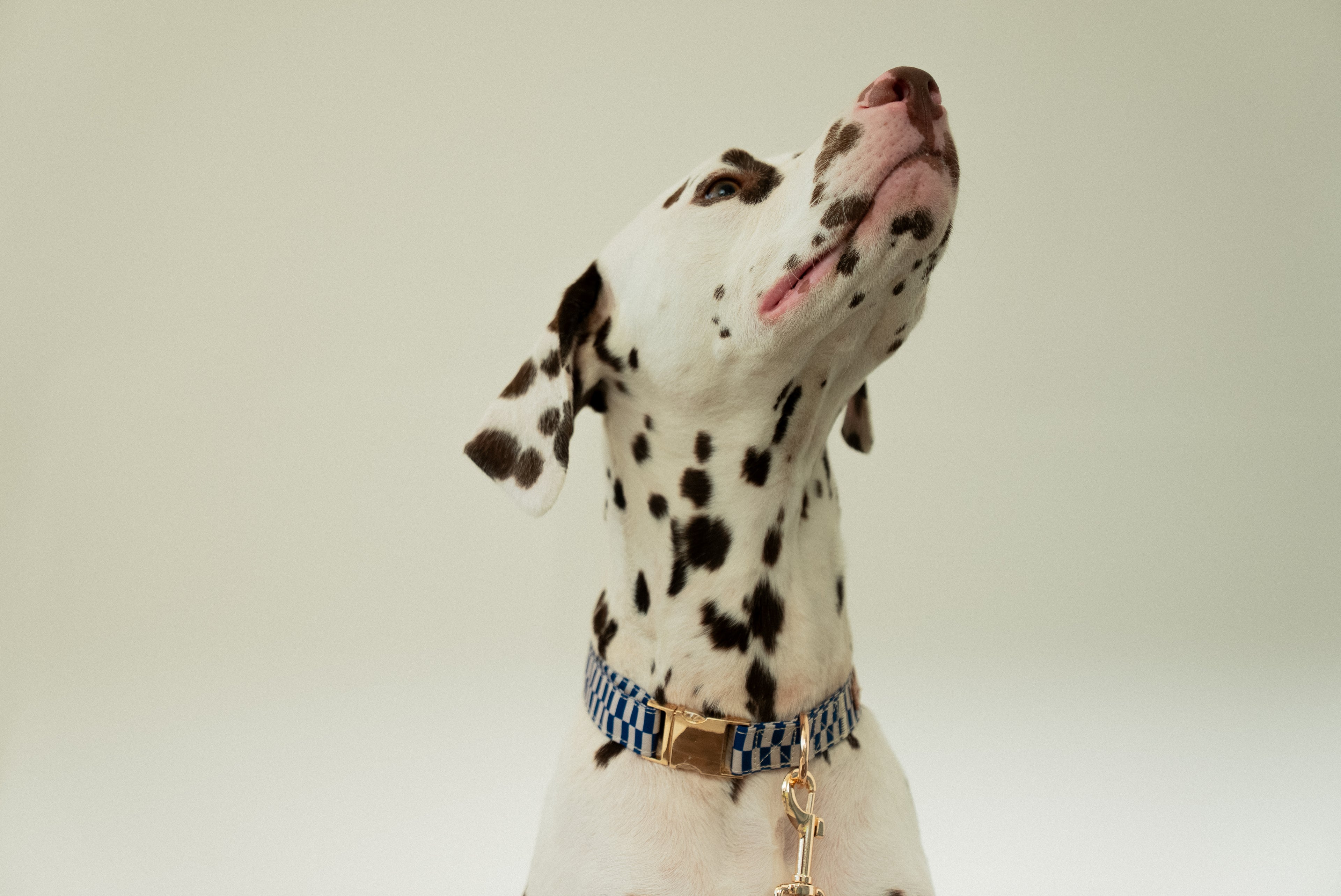 Retro Blue Collar