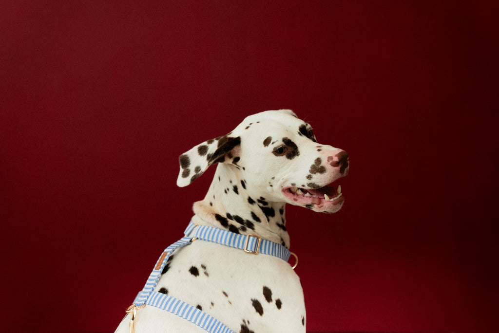 Sailor Stripes Harness
