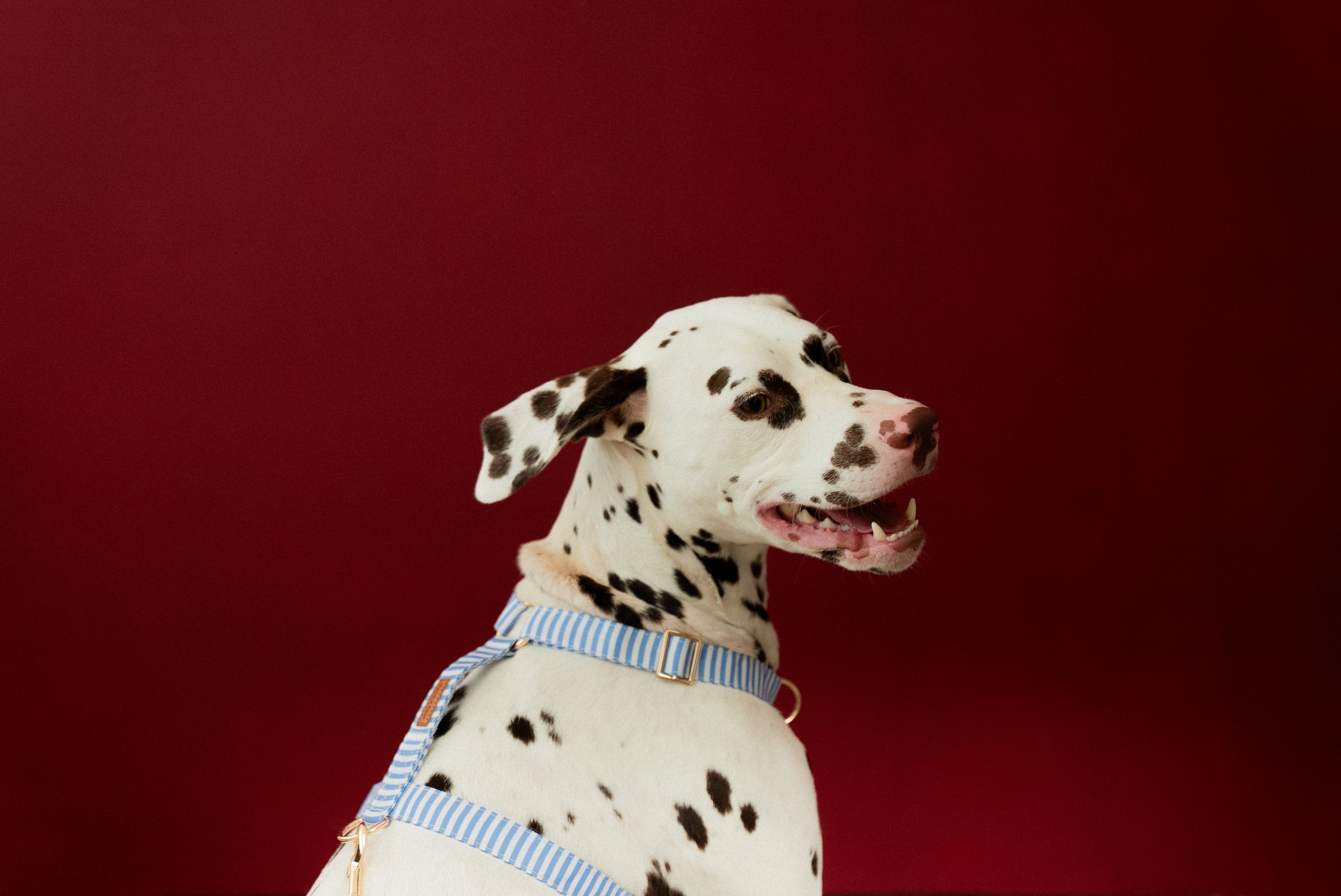 Sailor Stripes Harness