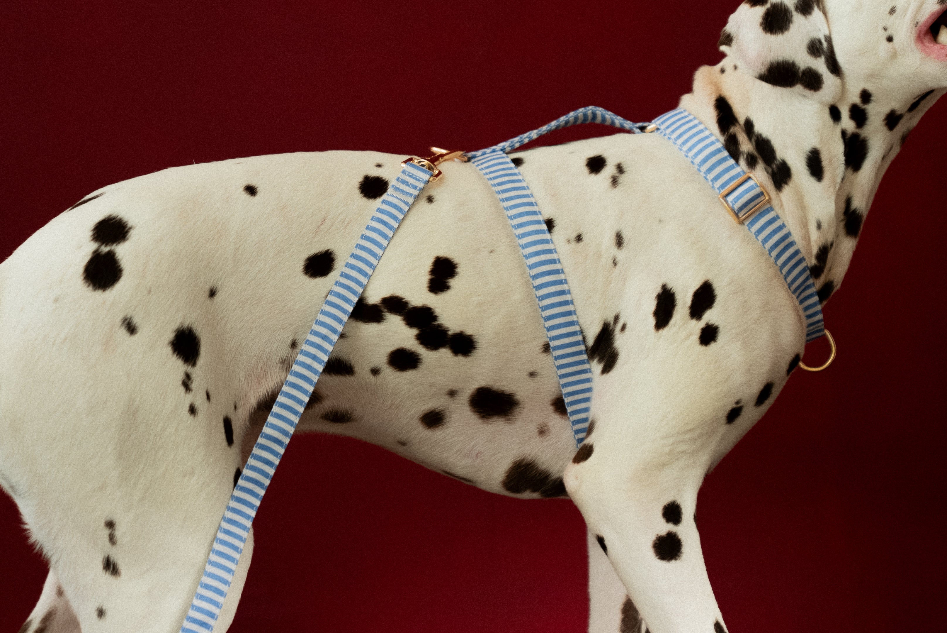 Sailor Stripes Harness