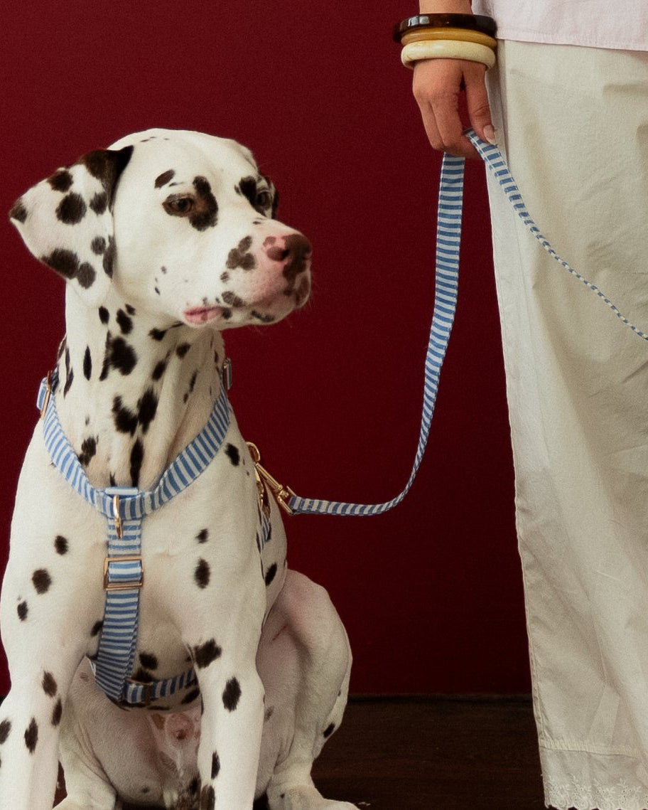 Sailor Stripes Leash