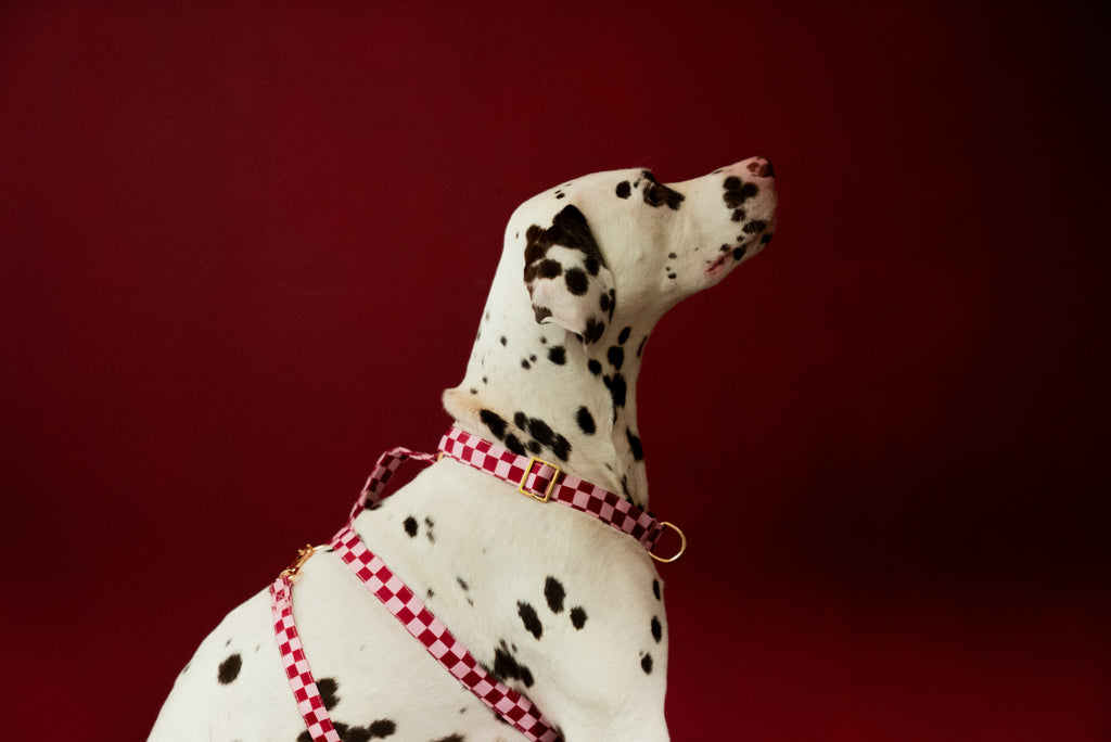 Cherry Checkered Harness