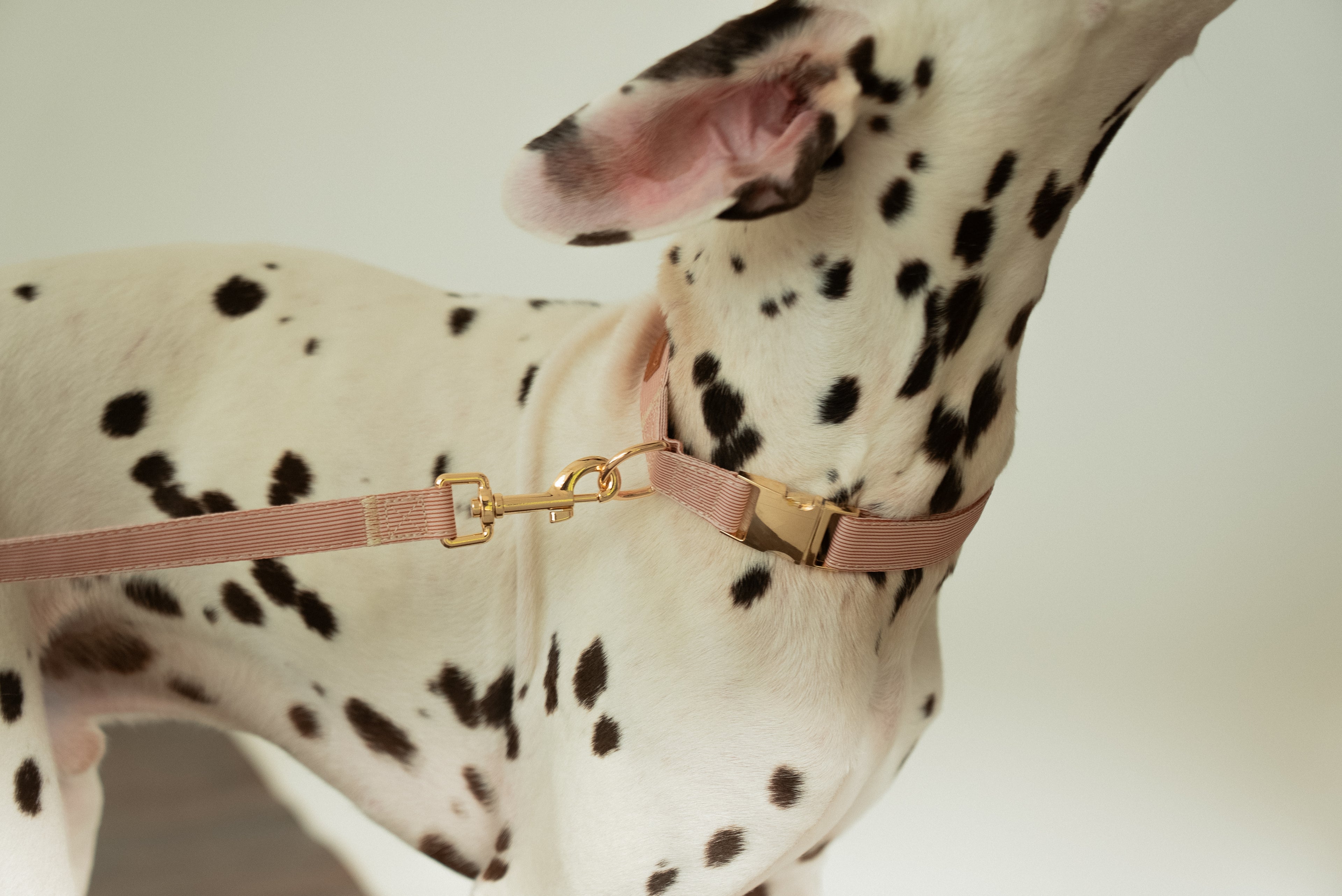 Latte Lines Leash