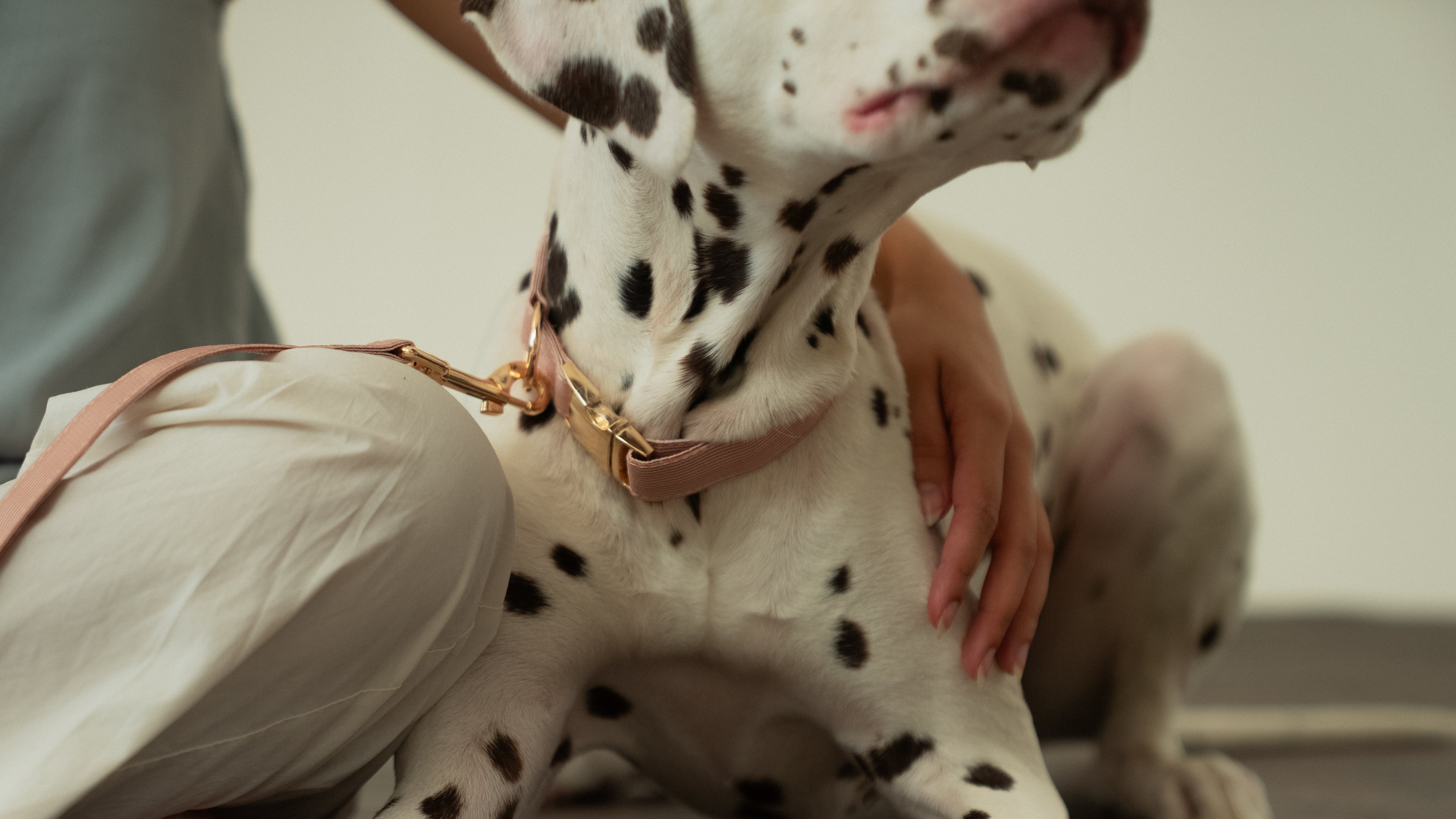 Latte Lines Collar