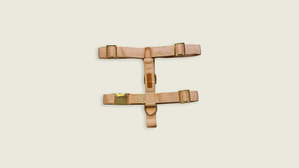 Latte Lines Harness